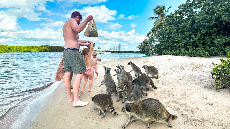 Raccoon Island - Media 1