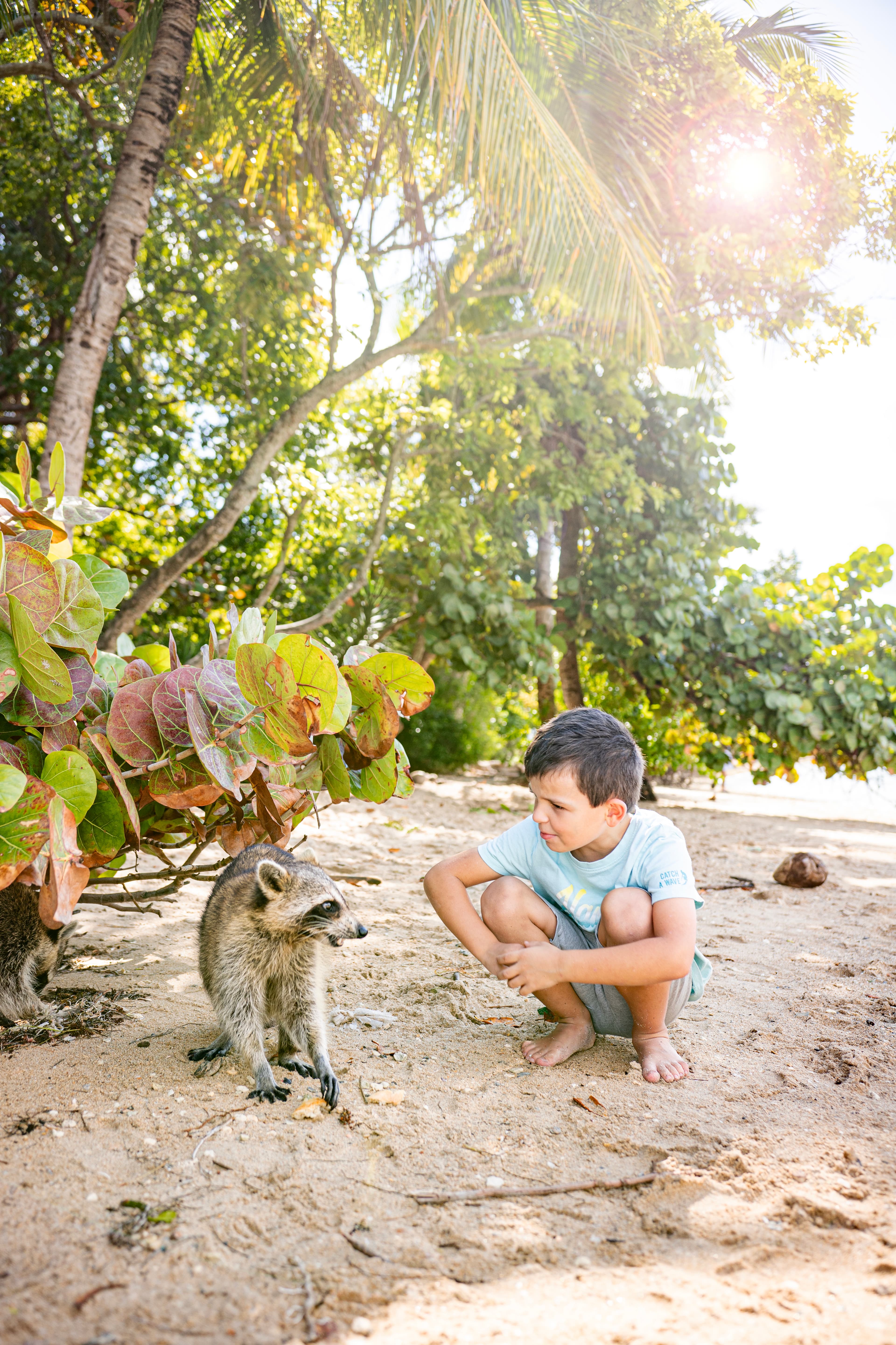 Raccoon Island - Media 3
