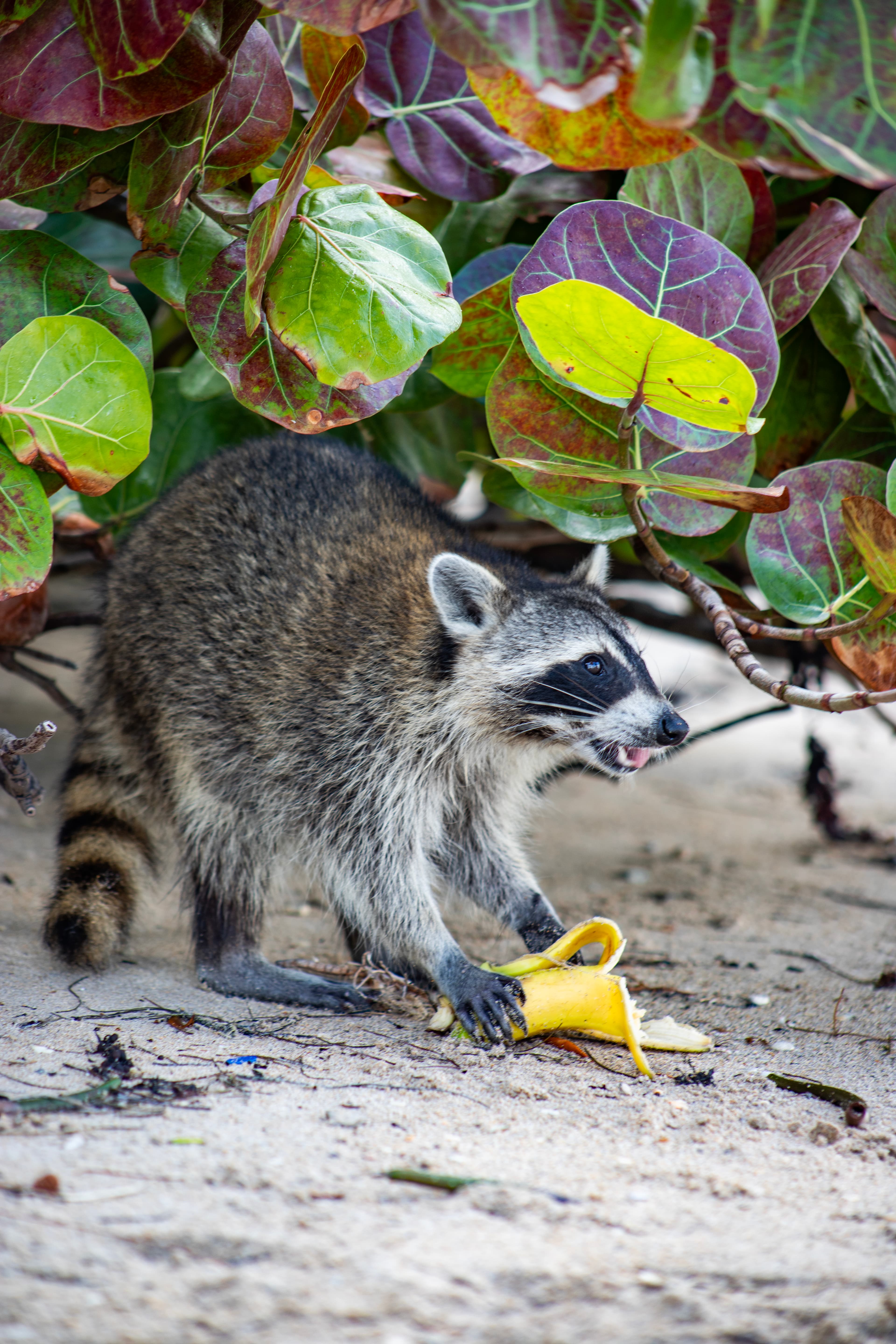 Raccoon Island - Media 4