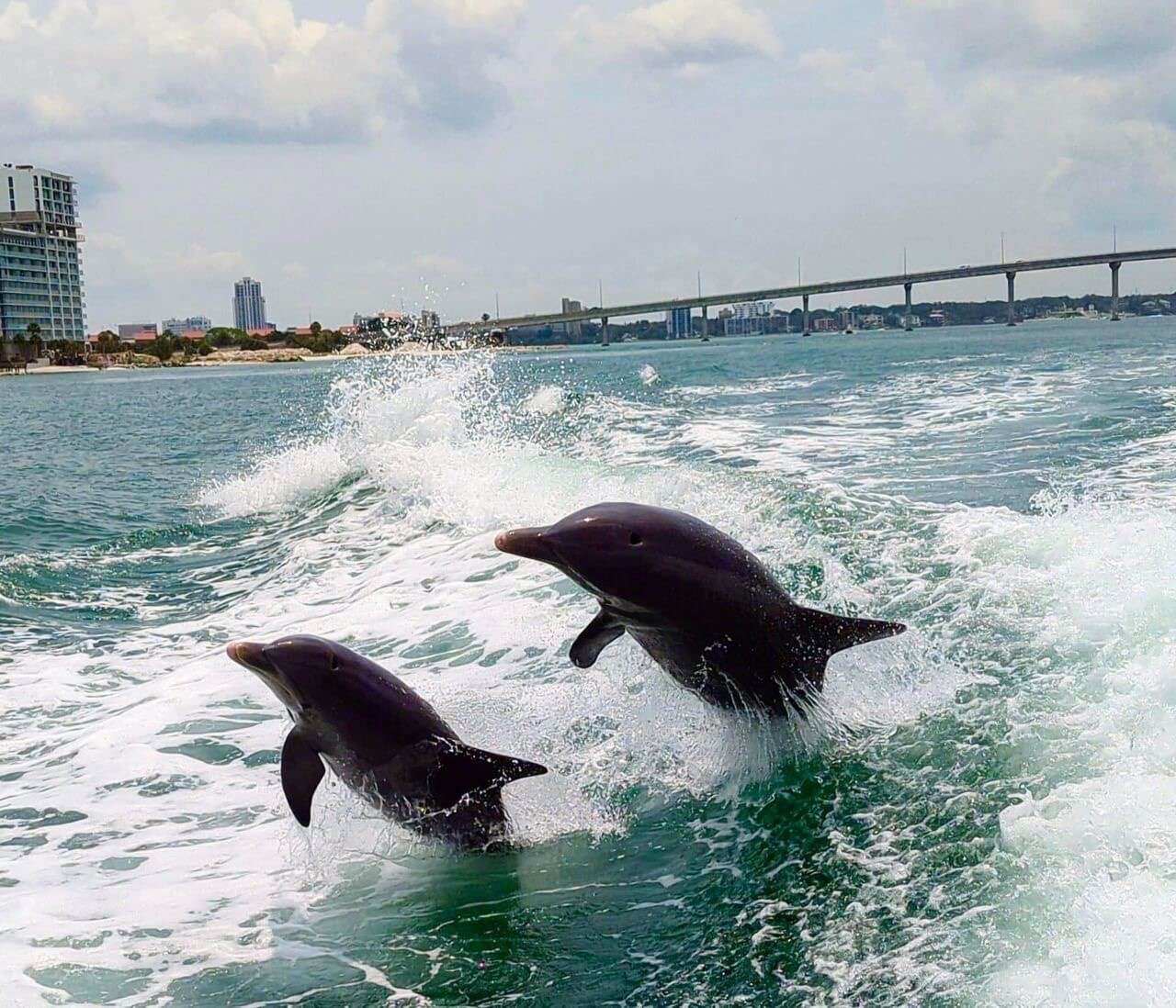 Fort Lauderdale sightseeing boat tour - Fort Lauderdale sightseeing boat tour