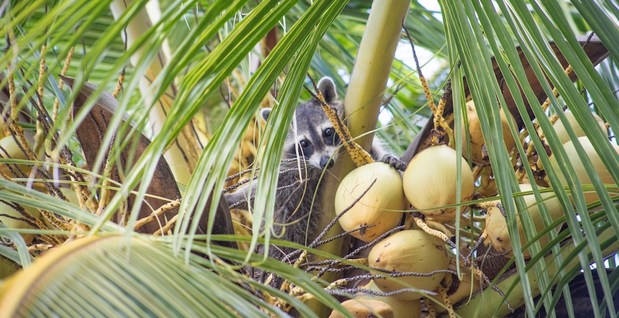 Meet the playful raccoons on Raccoons Island