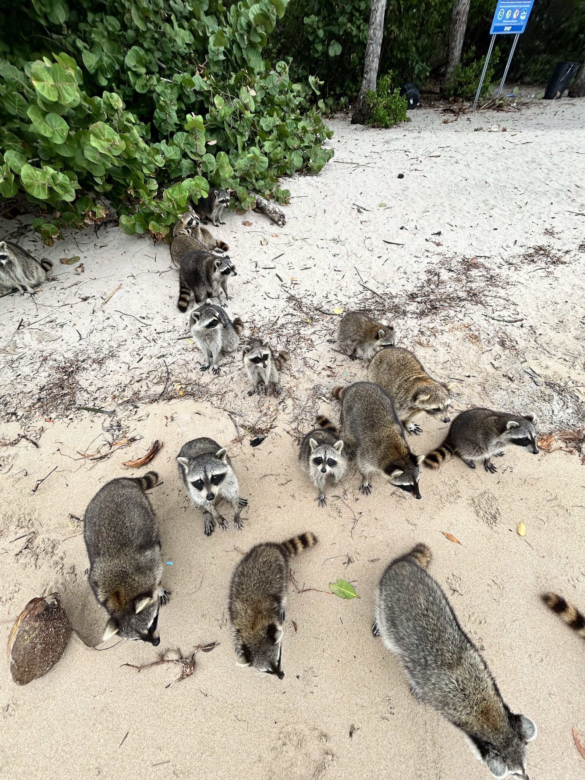 - Embark on an unforgettable journey with our newest offering: the Raccoon Island Tour