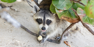 Your boat party in Fort Lauderdale,private boat party - Meet the playful Raccoons!