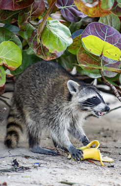 Meet the playful raccoons