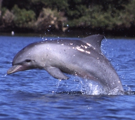 Dolphins in Fort Lauderdale waterways