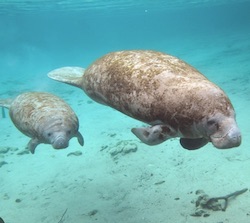 meet the Manatees