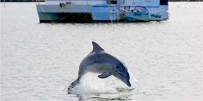 Exploring the best water adventure - Exploring the Wildlife of Fort Lauderdale